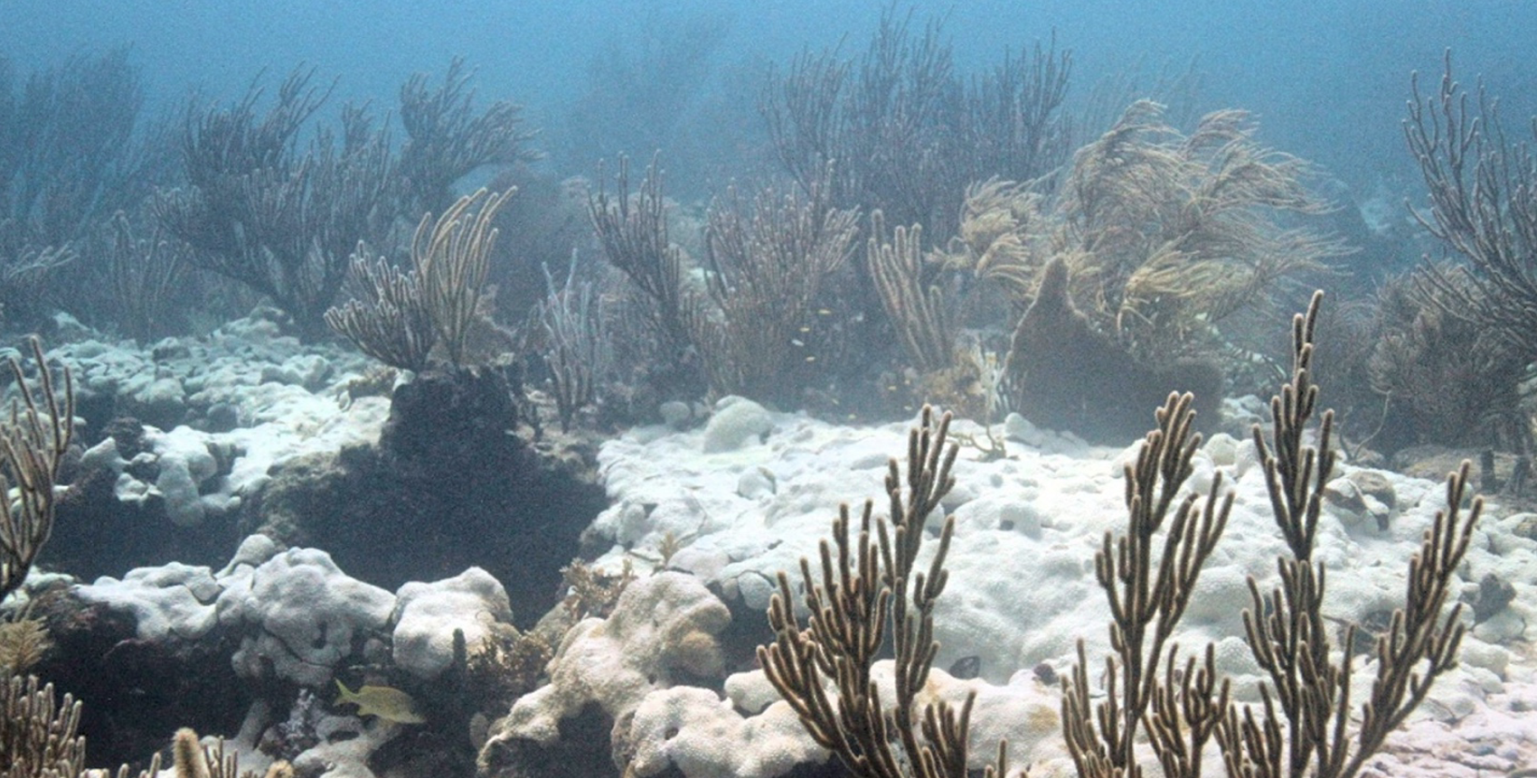 Hurricanes and Marine Heatwaves