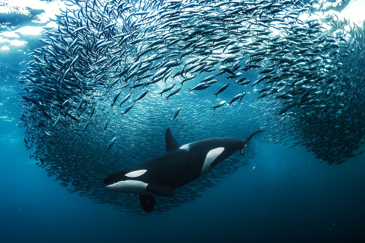 Climate Change and the Warming Ocean
